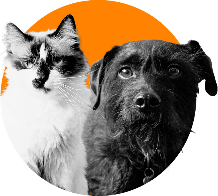 Pifty și Nutzi, mascotele Pinu Design — o pisică și un câine pe fundal portocaliu